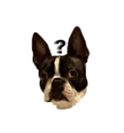 Boston terrier ‎( ᐡ ´ᐧ ﻌ ᐧ` ᐡ )（個別スタンプ：1）