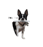 Boston terrier ‎( ᐡ ´ᐧ ﻌ ᐧ` ᐡ )（個別スタンプ：2）