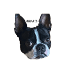 Boston terrier ‎( ᐡ ´ᐧ ﻌ ᐧ` ᐡ )（個別スタンプ：3）