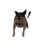 Boston terrier ‎( ᐡ ´ᐧ ﻌ ᐧ` ᐡ )（個別スタンプ：4）