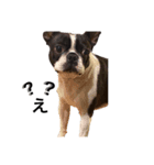 Boston terrier ‎( ᐡ ´ᐧ ﻌ ᐧ` ᐡ )（個別スタンプ：5）
