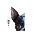Boston terrier ‎( ᐡ ´ᐧ ﻌ ᐧ` ᐡ )（個別スタンプ：6）