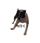 Boston terrier ‎( ᐡ ´ᐧ ﻌ ᐧ` ᐡ )（個別スタンプ：7）