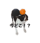 Boston terrier ‎( ᐡ ´ᐧ ﻌ ᐧ` ᐡ )（個別スタンプ：8）