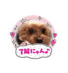 ヨーキーちこ（個別スタンプ：1）