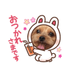 ヨーキーちこ（個別スタンプ：3）