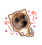 ヨーキーちこ（個別スタンプ：12）