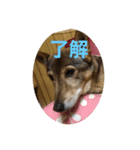 とっくちゃん（個別スタンプ：1）