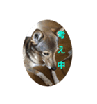 とっくちゃん（個別スタンプ：3）