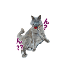 はちゅねこ（個別スタンプ：1）