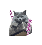 はちゅねこ（個別スタンプ：2）