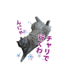 はちゅねこ（個別スタンプ：3）