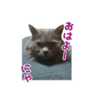 はちゅねこ（個別スタンプ：4）