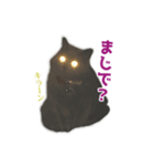 はちゅねこ（個別スタンプ：5）