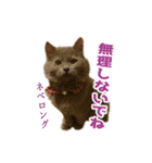 はちゅねこ（個別スタンプ：6）