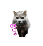 はちゅねこ（個別スタンプ：7）