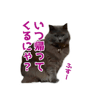 はちゅねこ（個別スタンプ：8）