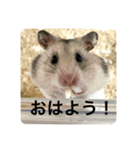 でんねもスタンプ2（個別スタンプ：3）