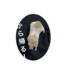 でんねもスタンプ2（個別スタンプ：7）