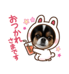 無敵わんちゃんSERA②（個別スタンプ：3）