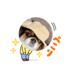 無敵わんちゃんSERA②（個別スタンプ：4）