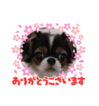 無敵わんちゃんSERA②（個別スタンプ：7）