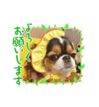 無敵わんちゃんSERA②（個別スタンプ：14）