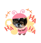 無敵わんちゃんSERA②（個別スタンプ：15）