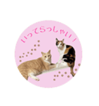 猫の寅次郎とさくら（個別スタンプ：1）