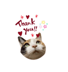 猫の寅次郎とさくら（個別スタンプ：2）
