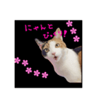 猫の寅次郎とさくら（個別スタンプ：5）