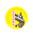 猫の寅次郎とさくら（個別スタンプ：6）