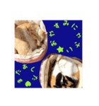 猫の寅次郎とさくら（個別スタンプ：7）