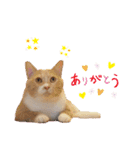猫の寅次郎とさくら（個別スタンプ：8）