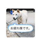 ハナさんver.3（個別スタンプ：1）