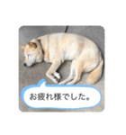 ハナさんver.3（個別スタンプ：2）