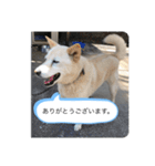 ハナさんver.3（個別スタンプ：3）