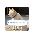 ハナさんver.3（個別スタンプ：4）