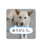 ハナさんver.3（個別スタンプ：5）