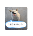 ハナさんver.3（個別スタンプ：7）