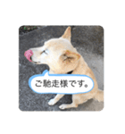 ハナさんver.3（個別スタンプ：8）