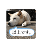 ハナさんver.3（個別スタンプ：12）