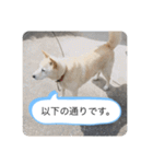 ハナさんver.3（個別スタンプ：13）