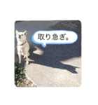 ハナさんver.3（個別スタンプ：17）