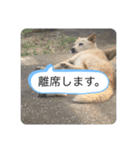 ハナさんver.3（個別スタンプ：19）