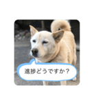 ハナさんver.3（個別スタンプ：20）