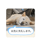 ハナさんver.3（個別スタンプ：21）