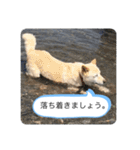 ハナさんver.3（個別スタンプ：22）