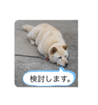 ハナさんver.3（個別スタンプ：24）