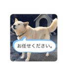 ハナさんver.3（個別スタンプ：25）